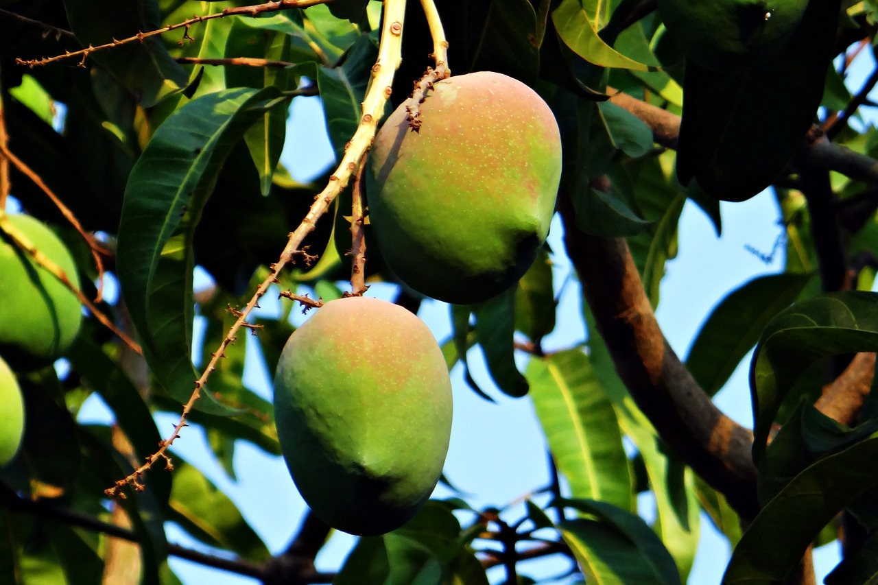 mango-g3f19a9302_1280