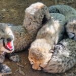 Cheetah Cubs