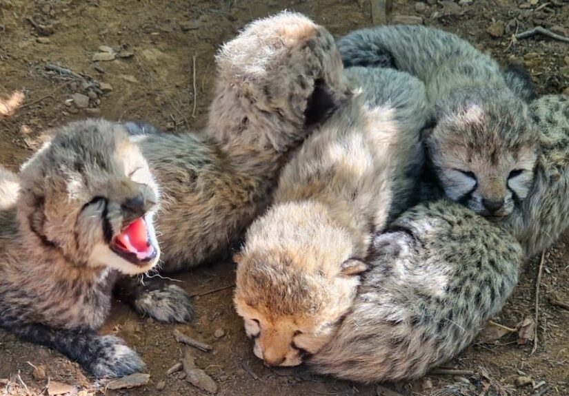 Cheetah Cubs