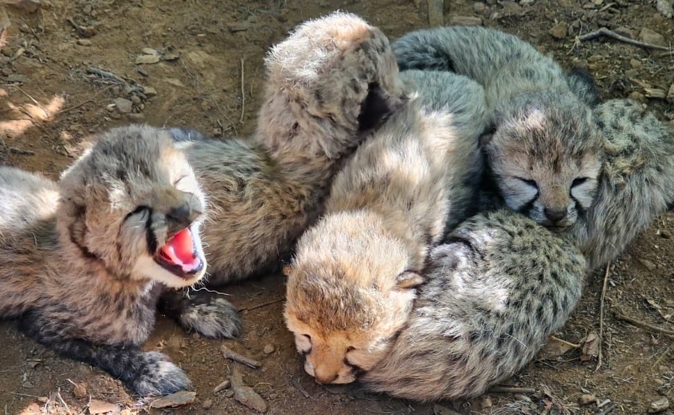 Cheetah Cubs